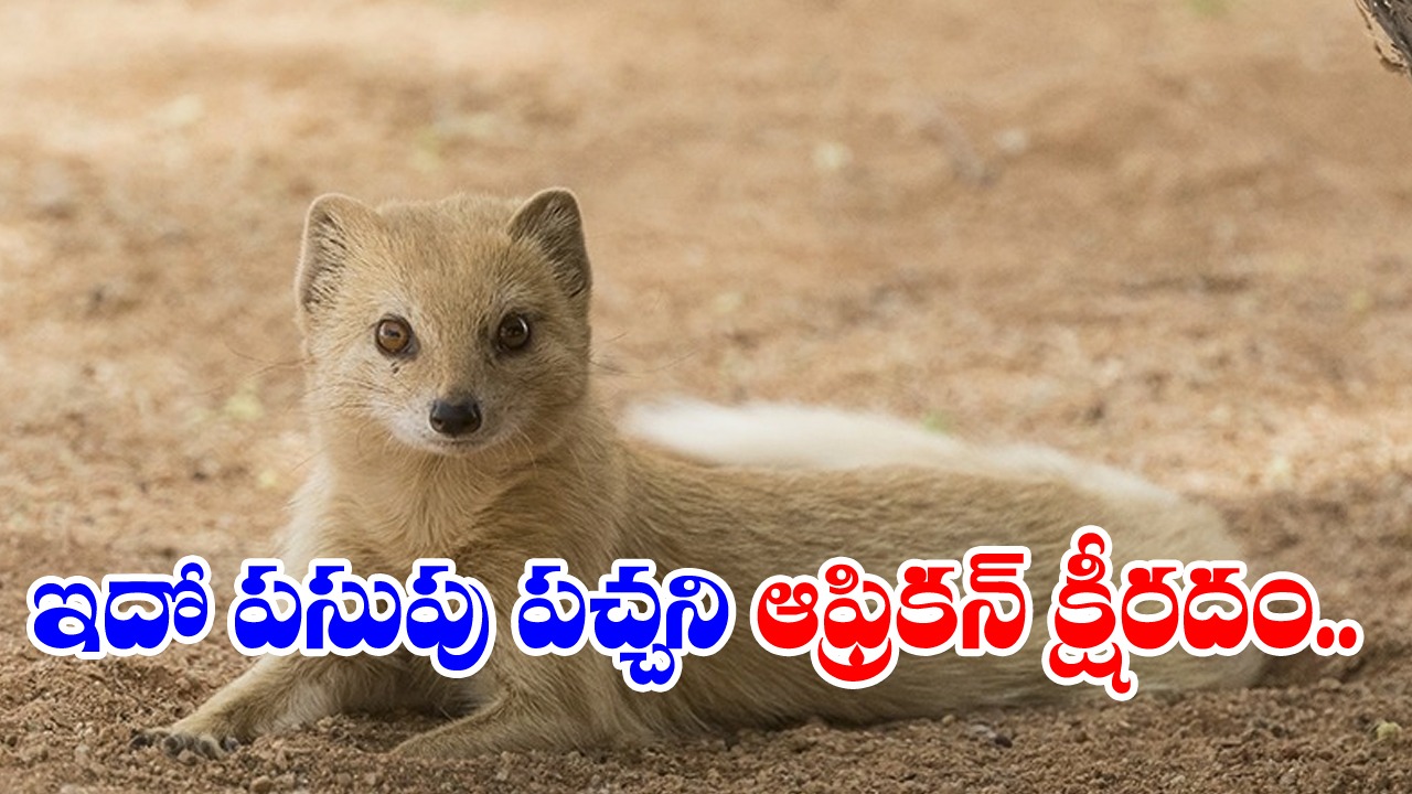 Yellow Mongoose : ఈ ముంగీసలు పరిసరాలను వాసనతో పసిగడతాయి..!