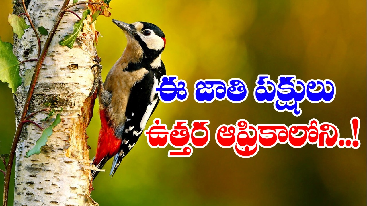 Great spotted woodpecker: ఈ వడ్రంగి పిట్ట చెట్టుకు రంధ్రాన్ని చేసి ఆ రసాన్ని...!