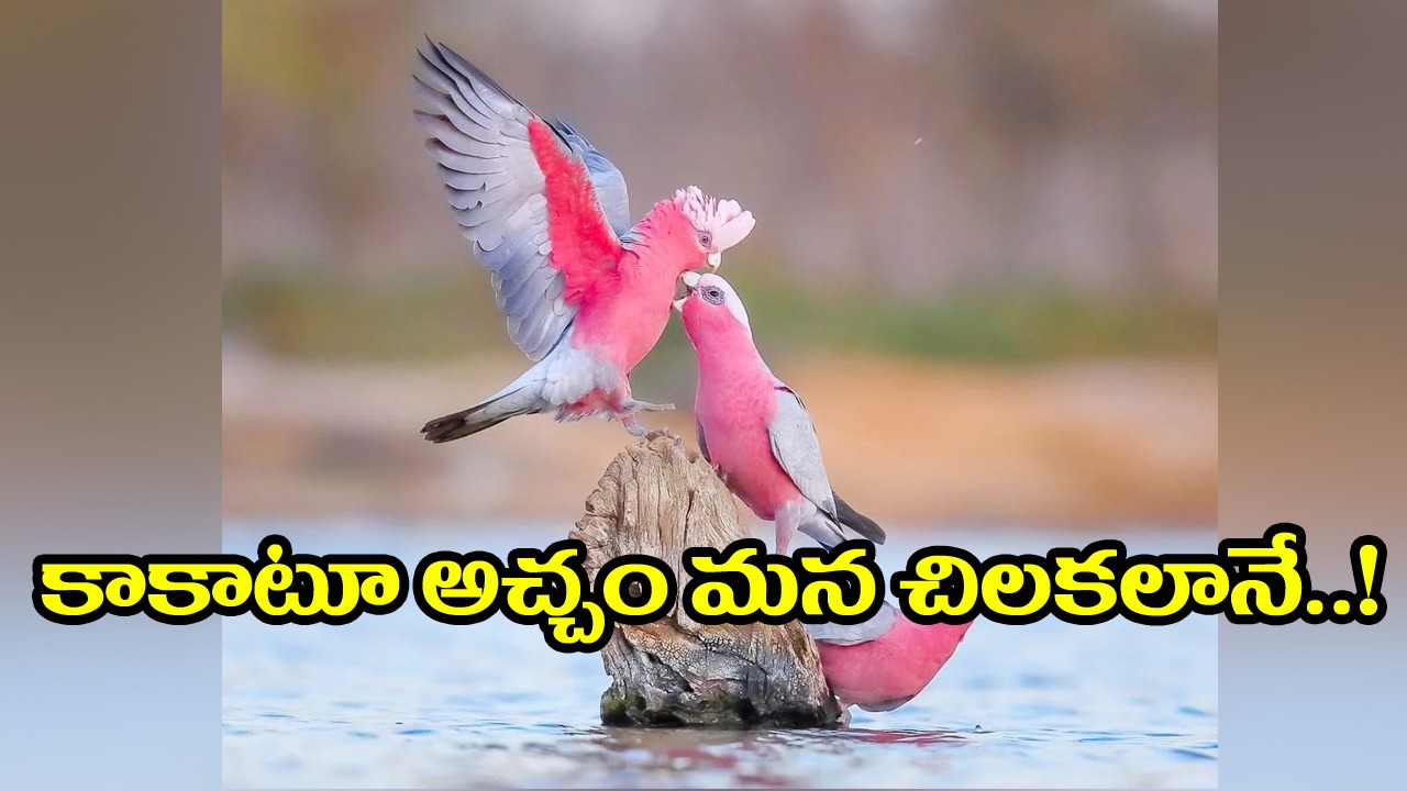 Galah Cockatoo: ఇతర జాతి పక్షులతో సంతానోత్పత్తి చేసే కాకాటూ..!