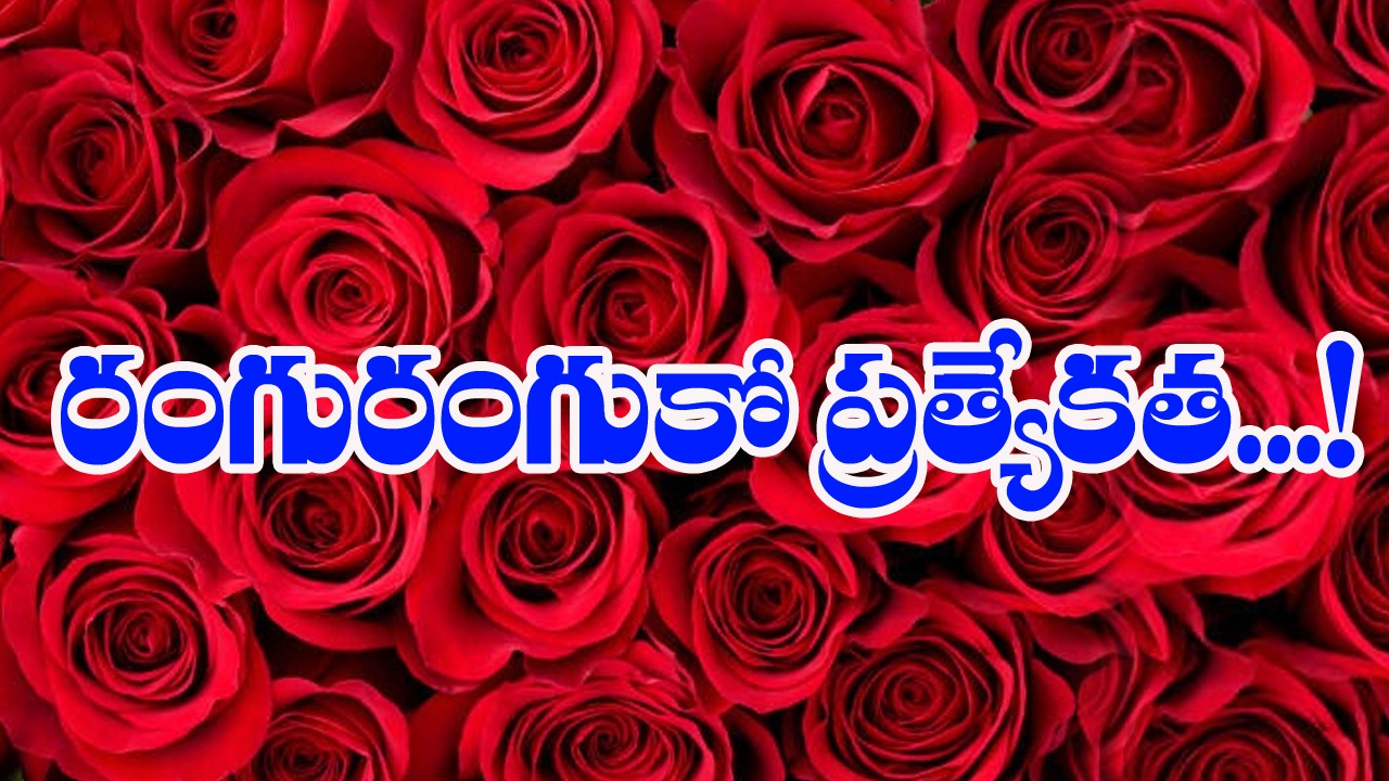 Rose Color Meanings: రంగురంగుకో మీనింగ్..గులాబీల రంగును బట్టి ఫీలింగ్స్ తెలుస్తాయట..!