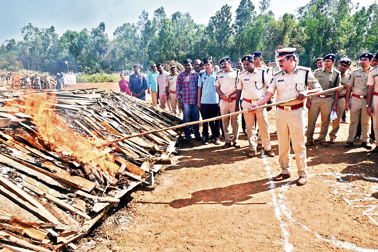 పెరిగిన గంజాయి ఘాటు!