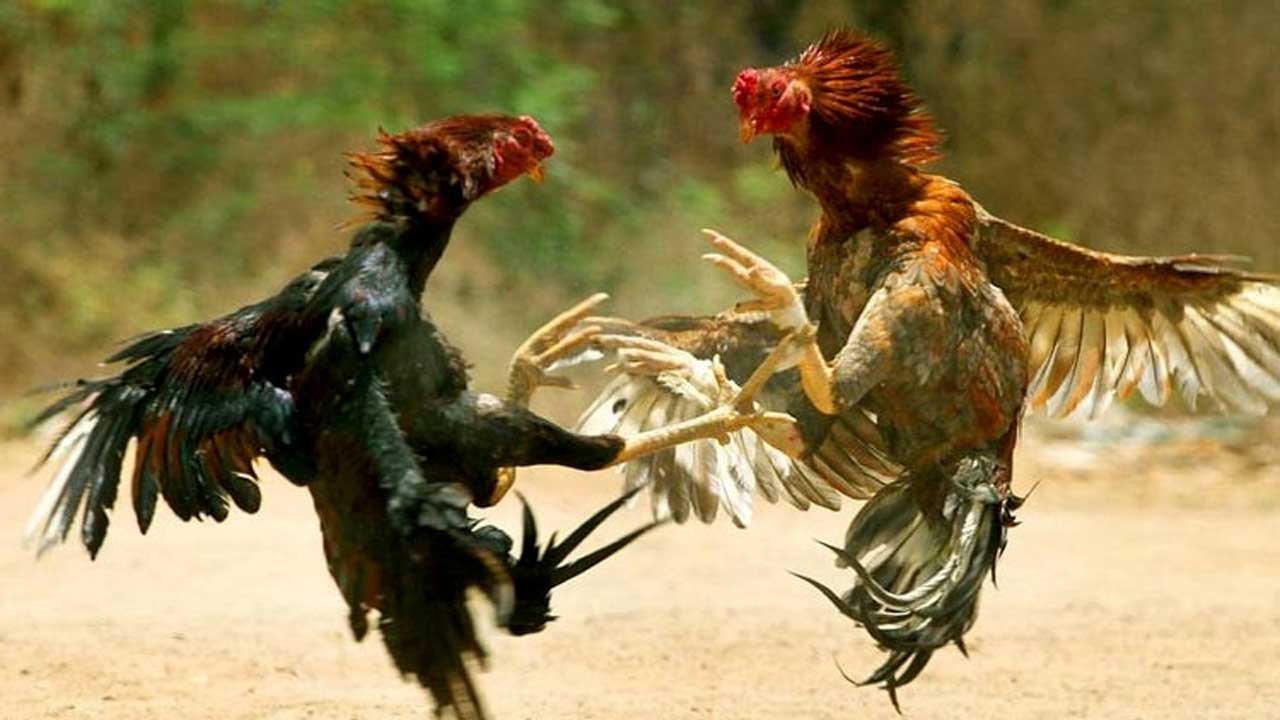 Cock Fight: కాకినాడ జిల్లాలో కోడి పందేలు, జూదాల నిర్వహణకు భారీ ఏర్పాట్లు