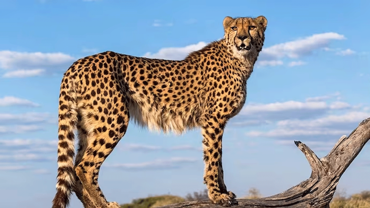 cheetahs: దక్షిణాఫ్రికా నుంచి భారత్‌కు మరో 120 చీతాస్