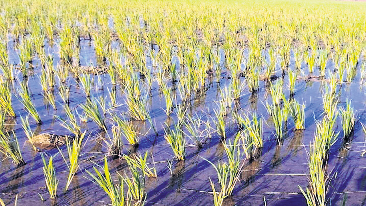 వరికి మొగి పురుగు గండం