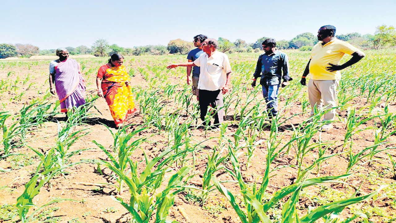 ఎండుతున్న పంటలు 