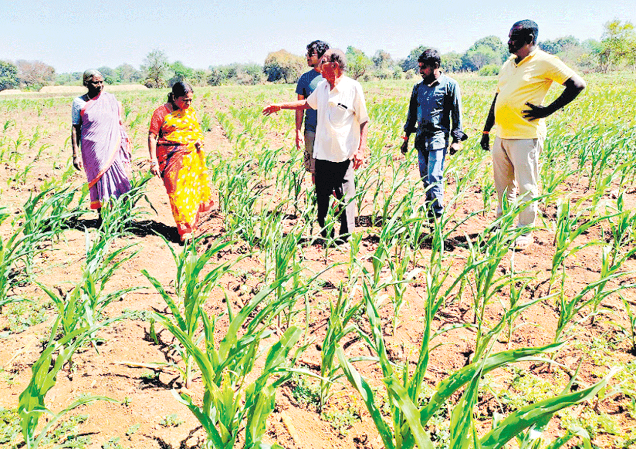 ఎండుతున్న పంటలు