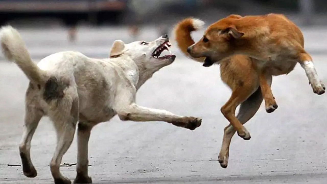 DOGS Hungry: వీధి కుక్కలకు  ఆకలేస్తుందట.. జర భద్రం