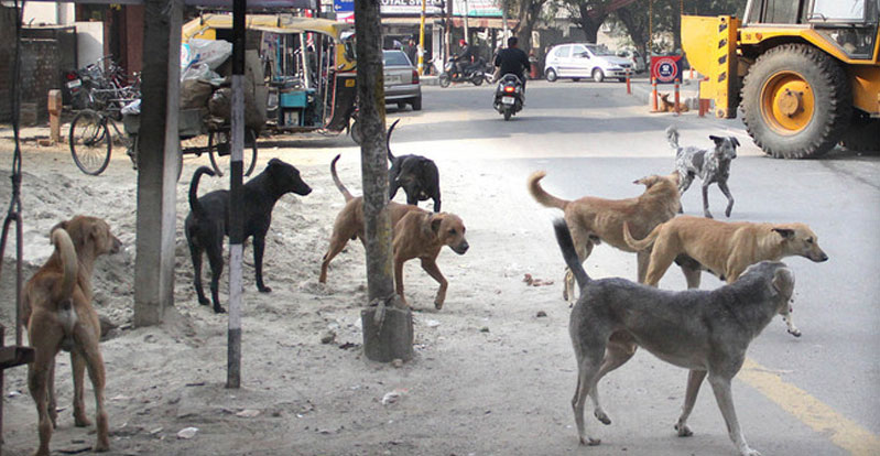 Stray Dogs: వీధికుక్కల బెడదపై జీహెచ్‌ఎంసీ టోల్‌ఫ్రీకి ఫిర్యాదుల వెల్లువ