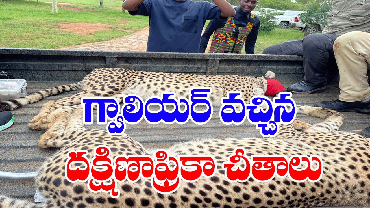 Cheetahs: ఐఏఎఫ్ కార్గో విమానంలో గ్వాలియర్ వచ్చిన ఆఫ్రికన్ చీతాలు