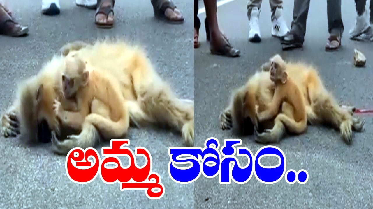 Viral Video: చనిపోయిన తల్లి కోసం తల్లడిల్లిన పిల్ల కోతి.. తల్లి చుట్టూ తిరుగుతూ రోదన.. కంటతడి పెట్టిస్తున్న వీడియో!