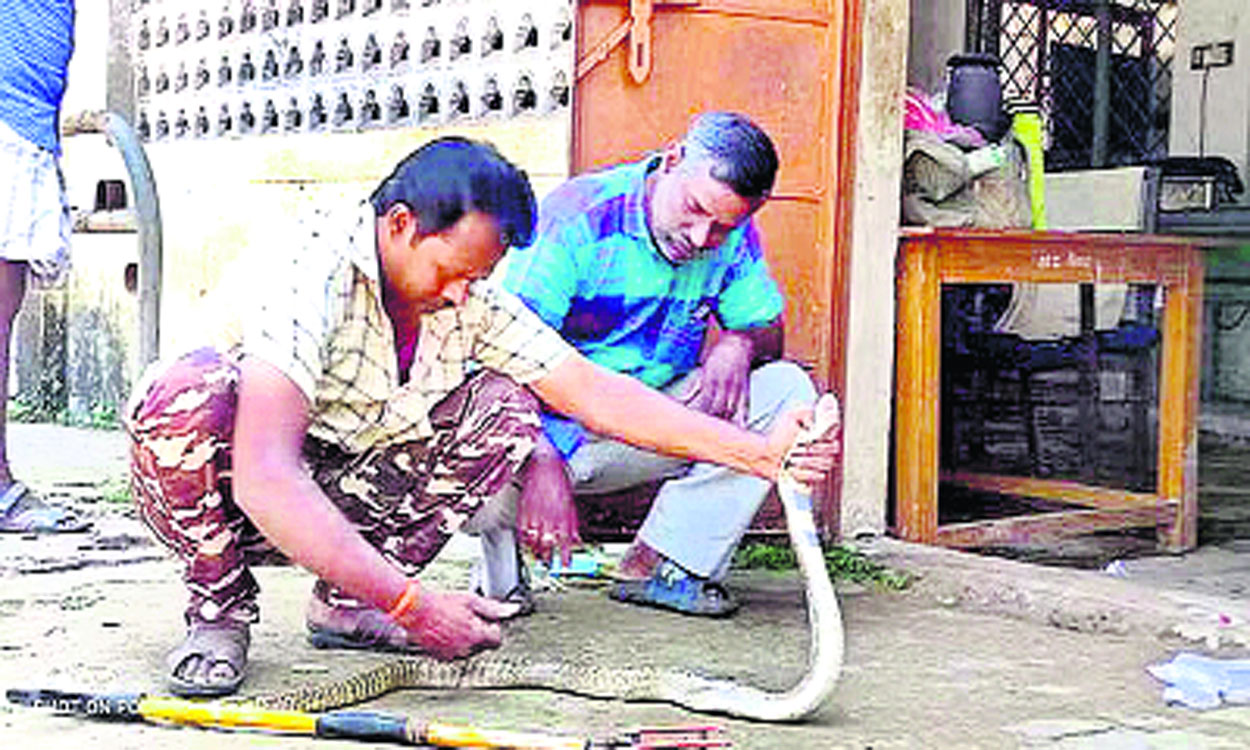 Snake treatment: పశు వైద్యశాలలో పాముకు చికిత్స