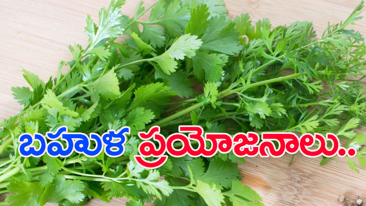 Coriander: టేస్ట్ కోసం కాదు.. ఎన్ని పోషకాలున్నాయో తెలుసా!