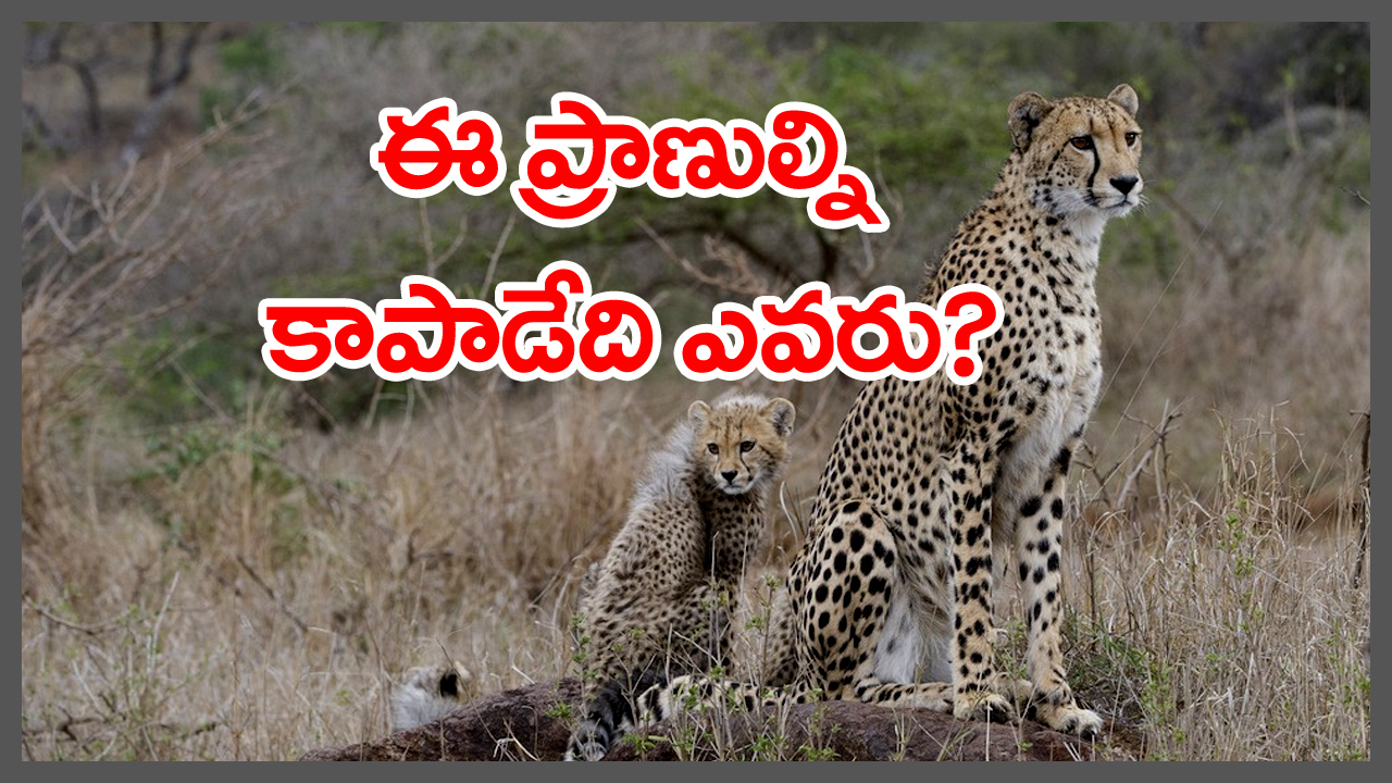 World Wildlife Day 2023: కాపాడుకోలేకపోతే కనిపించవ్..?