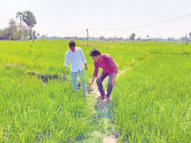 ఎదగని వరి