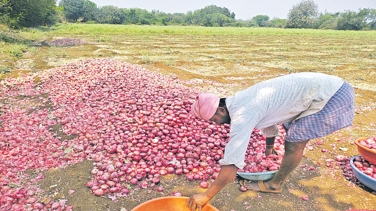 Onion Farmer: తల్లడిల్లుతున్న ఉల్లి రైతు