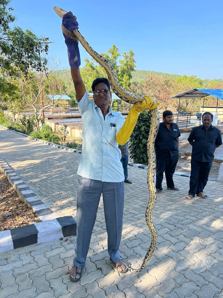 భారీ కొండచిలువ పట్టివేత | Large python hunting