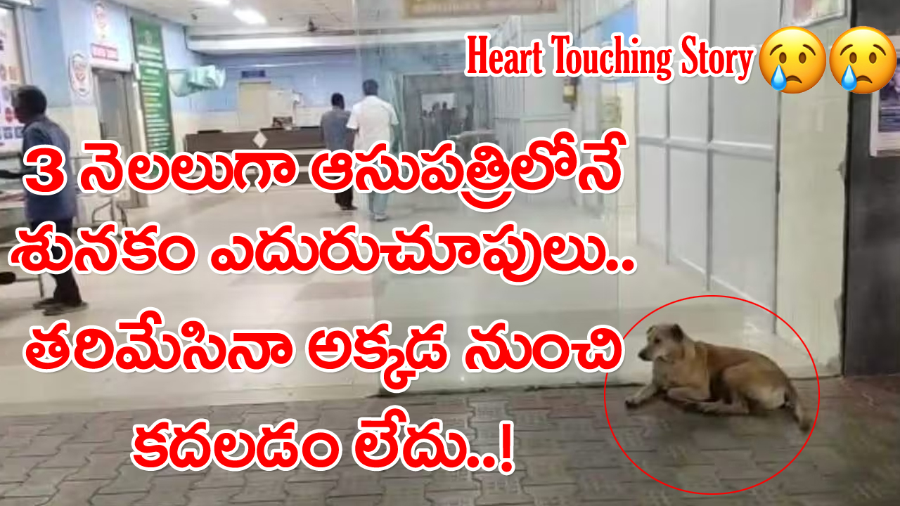 Salem Dog: ఇంట్లో వాళ్లు కూడా ఆ బాధను మర్చిపోయి ఉండొచ్చేమో.. కానీ పాపం ఈ శునకం..!