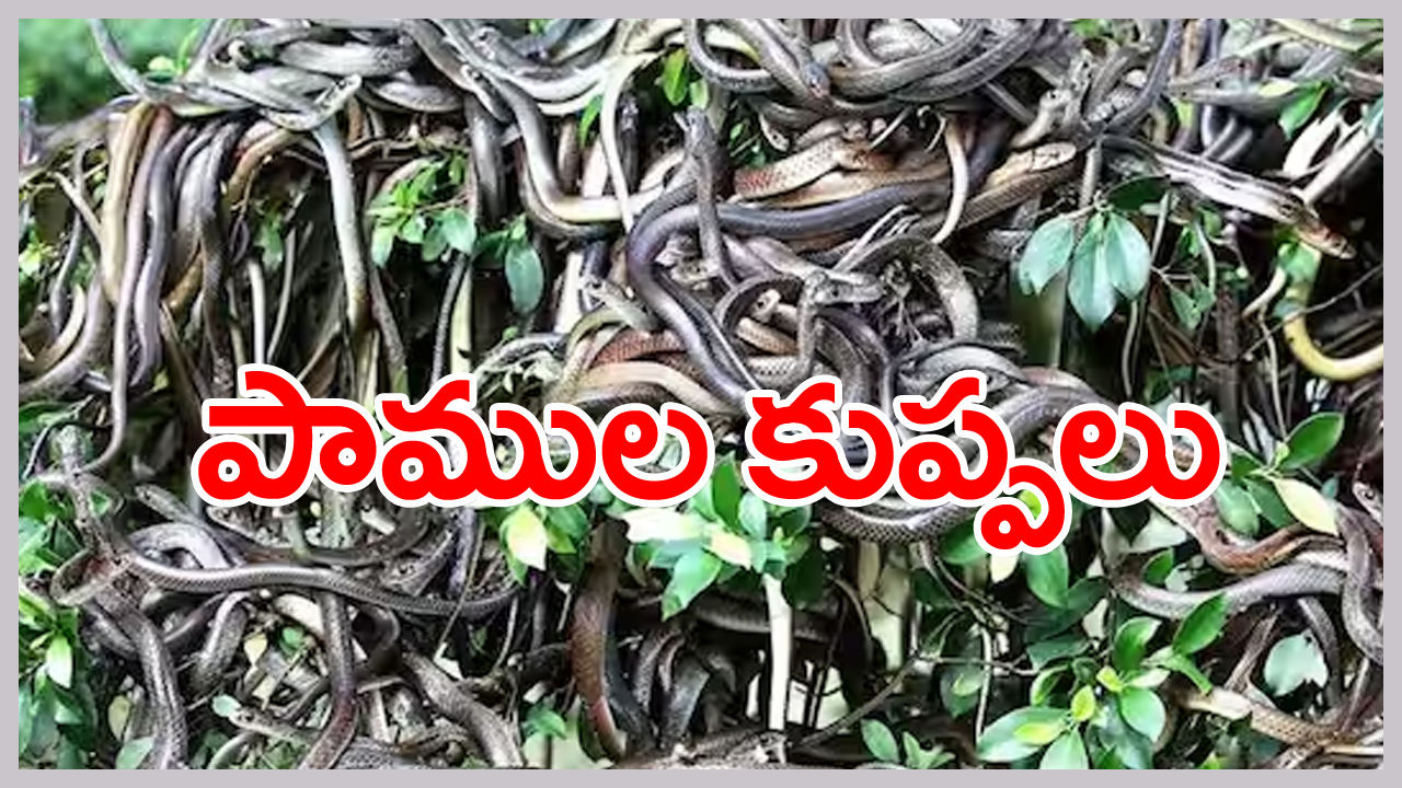 snakes death valley: అక్కడ అడుగడుగునా పాముల కుప్పలే... ఆ సముద్రంలో మునుగుదామనున్నా కుదరదు.. ఇలాంటి వింతలెన్నో... 