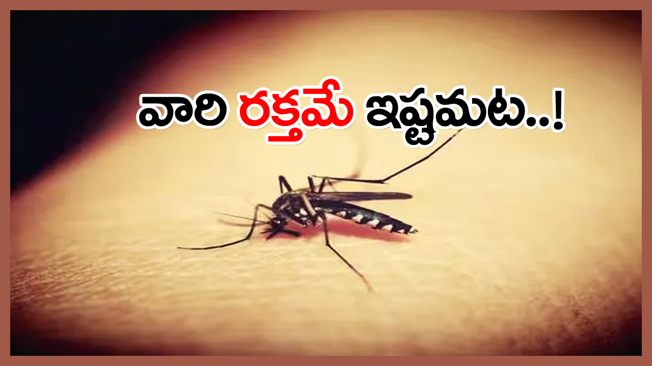 mosquitoes bite: అలాంటి వారి రక్తమంటేనే దోమలకు ఎంతో ఇష్టమట... శాస్త్రవేత్తల పరిశోధనల్లో ఆశ్చర్యకర వాస్తవాలు!