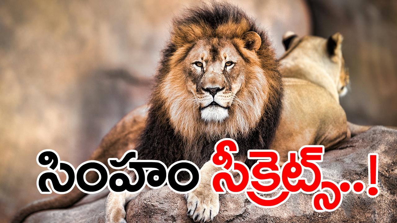 lion facts: నిజానికి సింహం సింగిల్‌గా వస్తుందా?... అది రోజుకు ఎంత ఆహారం తింటుందో తెలిస్తే...