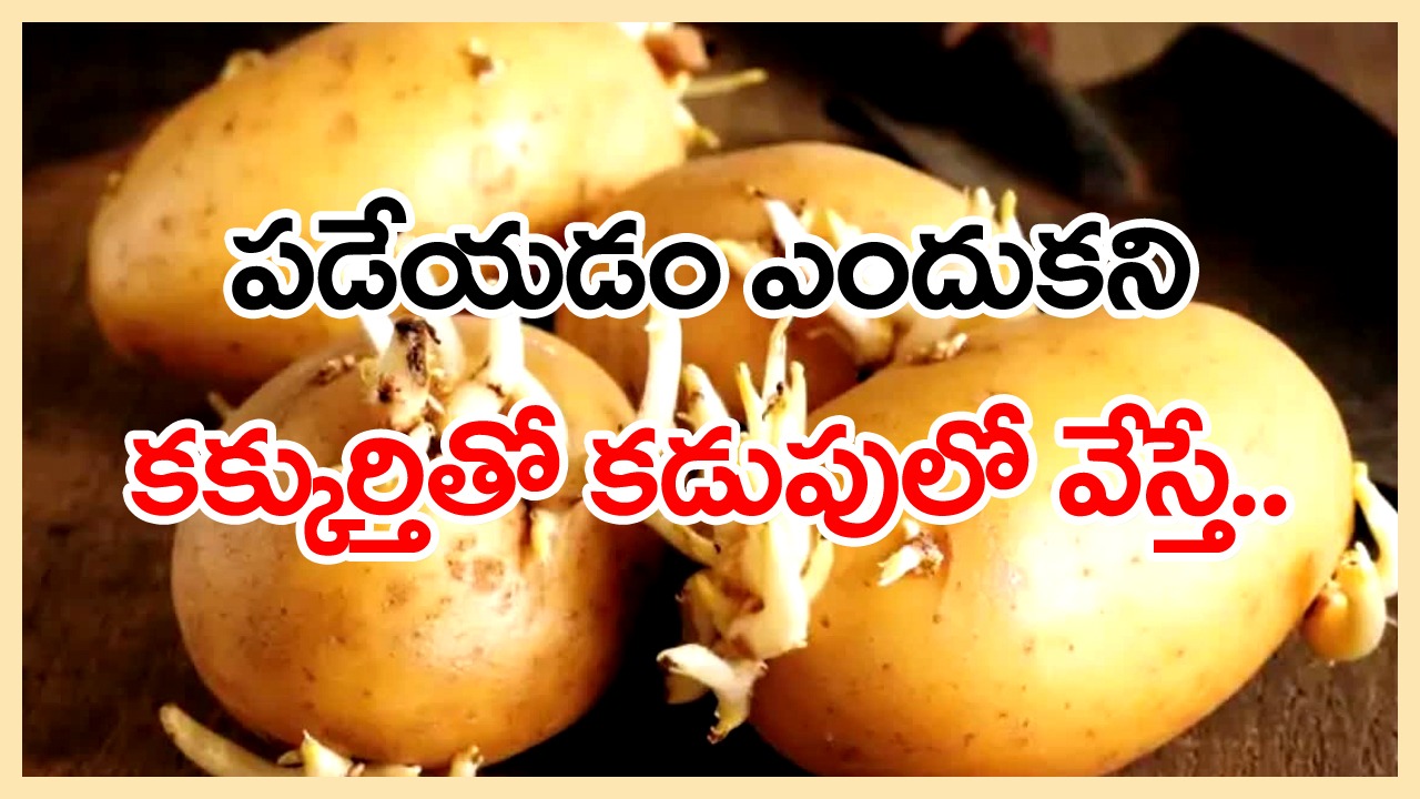Potatoes: బంగాళదుంపలతో ఆరోగ్యానికే పెను ముప్పు..అసలు విషయం తెలిస్తే షాక్ అవ్వాల్సిందే..!