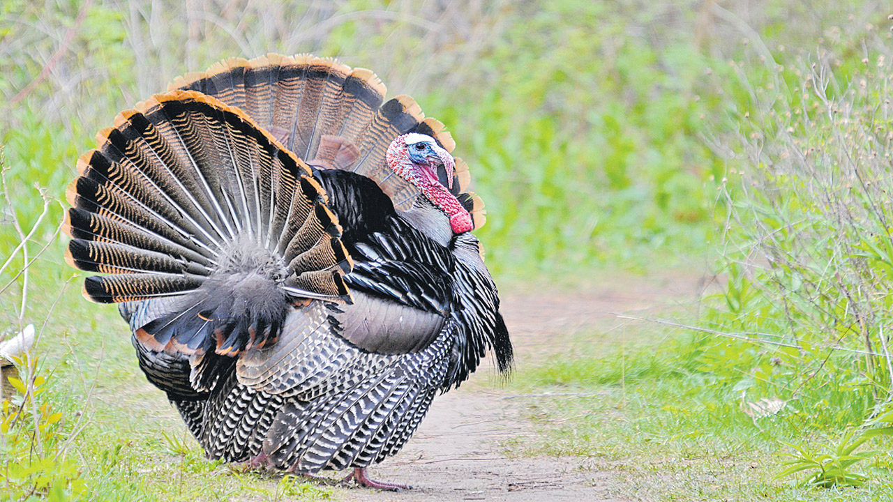 Turkey hens: మీకు తెలుసా?