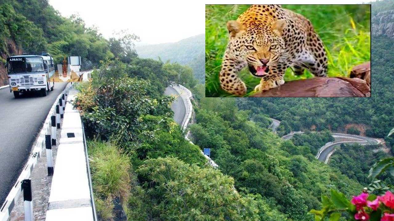 Tirumala Ghat Road: తిరుమల ఘాట్⁬రోడ్డులో చిరుత కలకలం