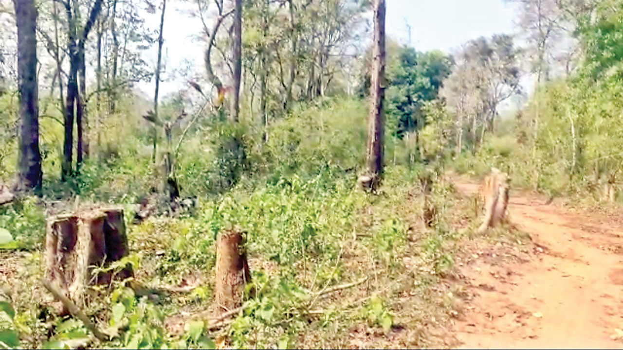 అడవిలో దొంగలు పడ్డారు!