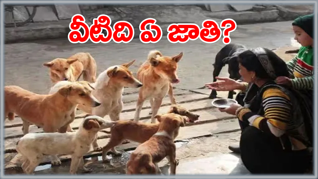 breed of stray dogs: వీధికుక్కలది ఏ జాతి? ఒకవేళ వాటికి తగిన శిక్షణ ఇస్తే ఏం జరుగుతుందో తెలుసా?