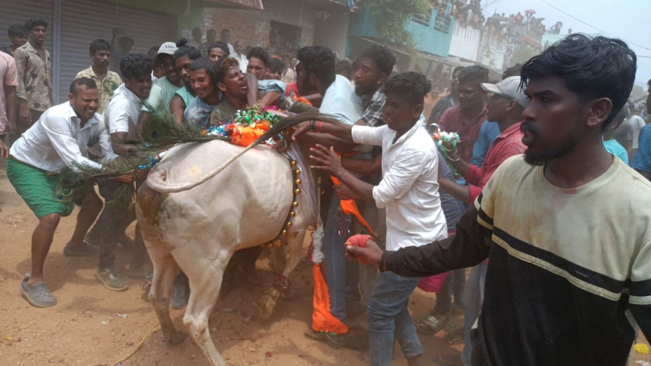 జల్లికట్టు.. పట్టీ పట్టు 