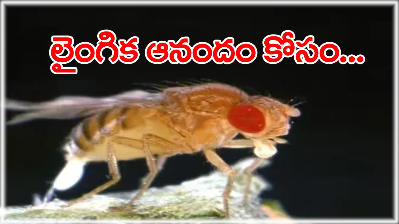 flies are turning gay: మానవ తప్పిదంతో స్వలింగ సంపర్కం బాటలో ఈగలు... ఇదంతా ఎలా జరుగుతున్నదంటే..