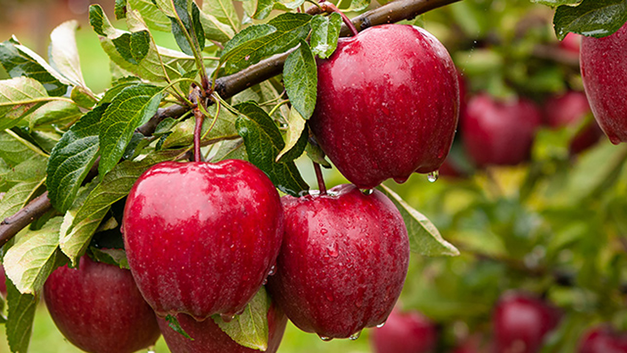 Health Benefits of Apples: జీర్ణ స‌మ‌స్య‌లు ఉన్నవాళ్ళు యాపిల్ తింటే అంతా సెట్ అయిపోద్దట.. రోజూకో యాపిల్ తినేయండి మరి..!