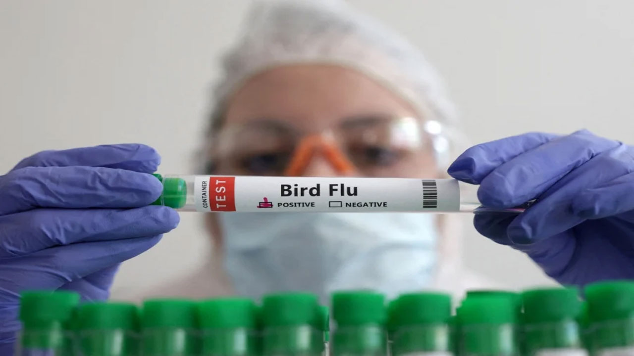 bird flu: చీలీలో మనుషుల్లో మొట్టమొదటి బర్డ్ ఫ్లూ కేసు