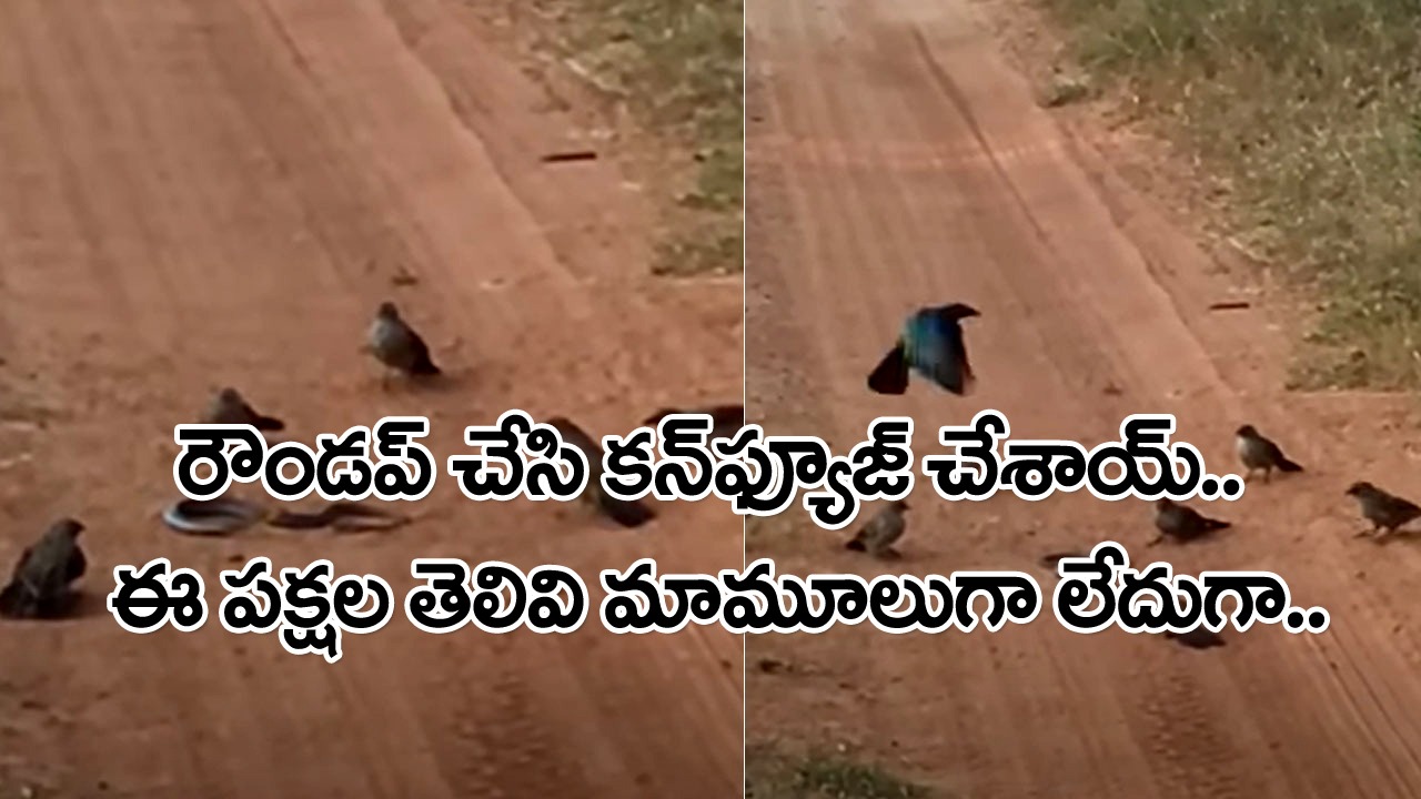 Snake vs Birds Video: పిట్టలే కదా.. ఏం చేస్తాయ్‌లే అనుకుంటే చుక్కలు చూపించాయిగా.. ఏడు పక్షులు ఆ పామును రౌండప్ చేసి మరీ..!