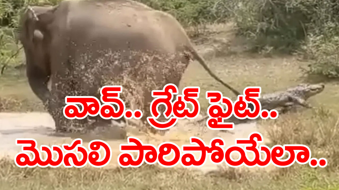 Viral Video: గున్న ఏనుగును రక్షించడానికి మొసలితో పోరాడిన తల్లి ఏనుగు..నెట్టింట వీడియో వైరల్ 