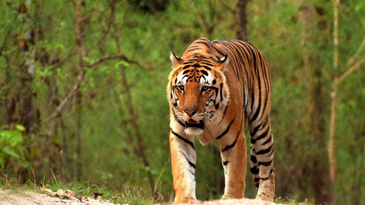 Tiger Migration: శ్రీశైలంలో పులి సంచారం.. ఎంజాయ్ చేసిన భక్తులు.. 