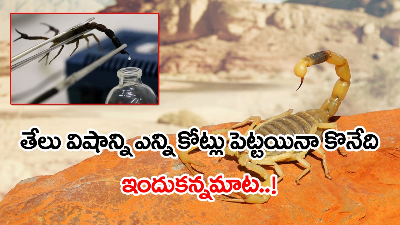 Viral News: తేలు విషానికి ఎందుకంత డిమాండ్.. ఒక్క లీటర్ ధర ఏకంగా రూ.80 కోట్లకు పైగానే..!