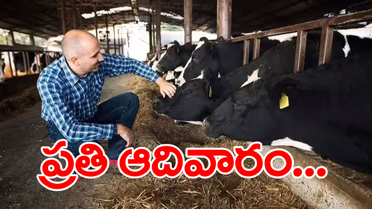 Animals care In Jharkhand: 100 ఏళ్ల క్రితం ఎద్దు మృతి చెందిందని... నేటికీ ఆ 20 గ్రామాలవారు చేస్తున్న పనికి అందరూ ఫిదా...!