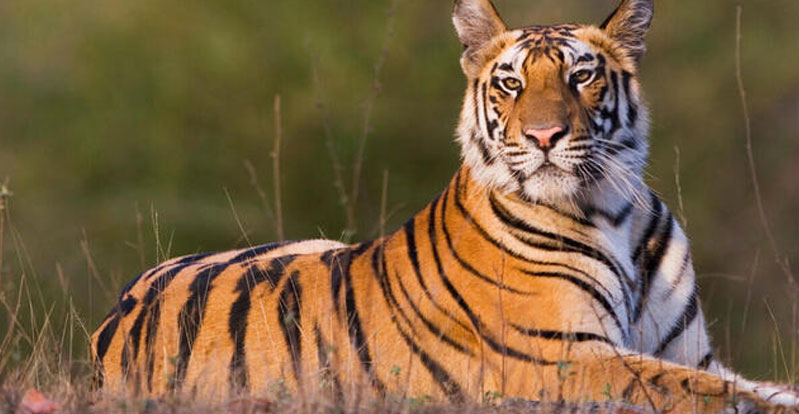 Tiger: నంద్యాల జిల్లాలో పెద్దపులి సంచారం