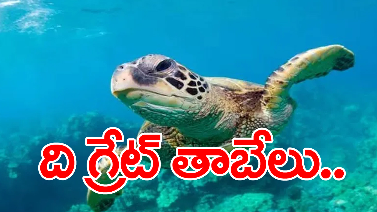 worlds largest turtle: ఆ జీవి తనకు హాని కలుగుతుందని గుర్తించగానే తన ఆకారాన్ని రెండింతలు పెంచేస్తుంది... 2 టన్నుల బరువుండే ఆ జీవి ఇప్పుడెలా ఉన్నదంటే...