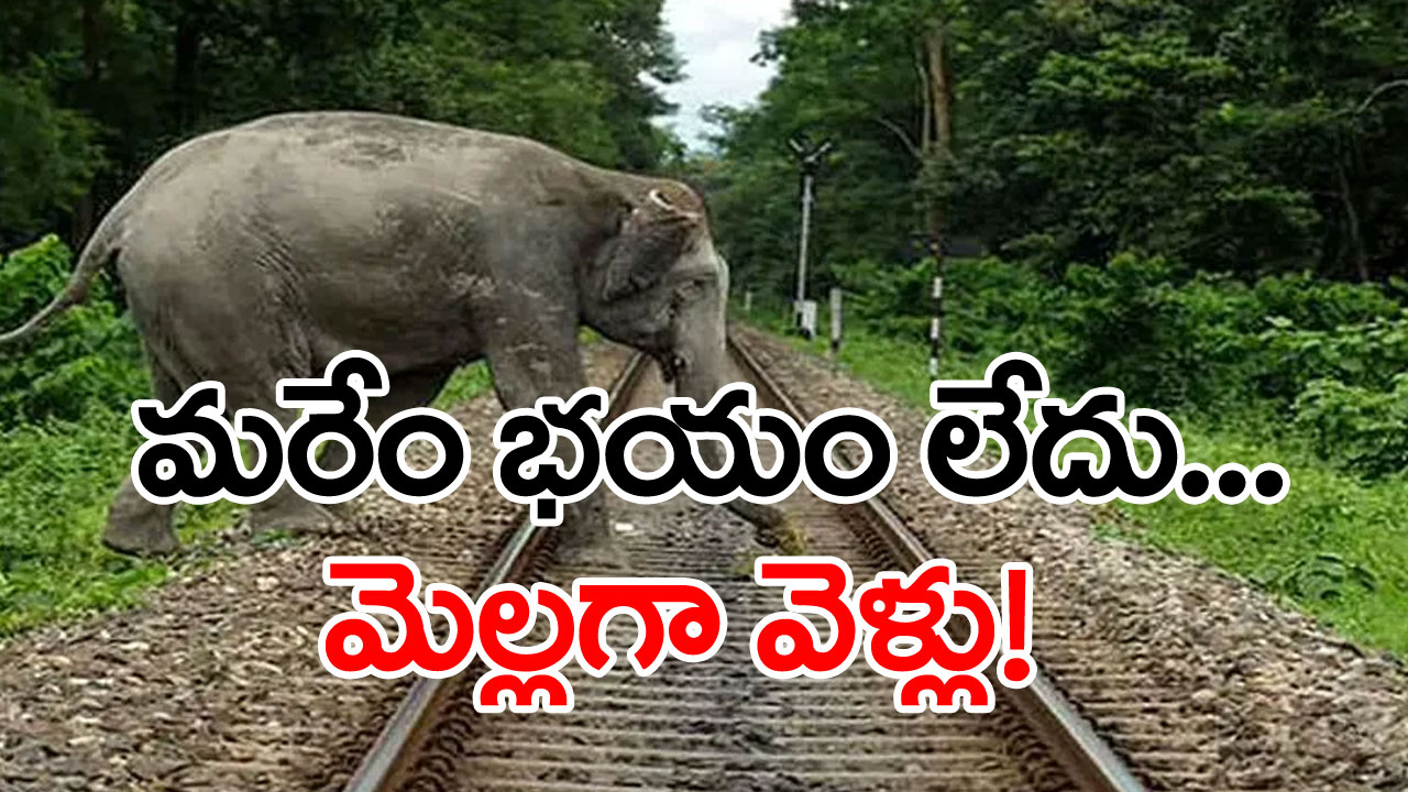 Protecting elephants with AI: అటవీ జంతువులను కాపాడే పనిలో ఆర్టిఫిషియల్ ఇంటెలిజెన్స్ ..!