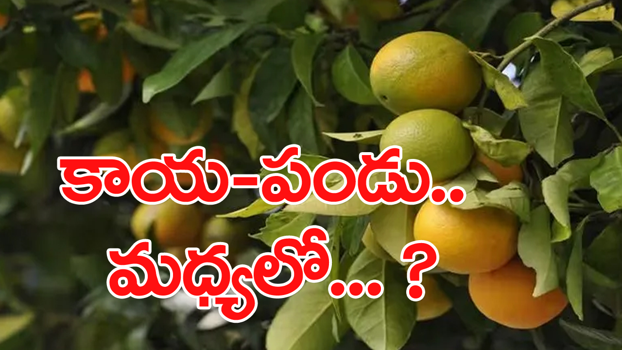 పచ్చిగా ఉన్నప్పుడు ఆకుపచ్చ... పండాక పసుపుపచ్చ... ఎందుకలా? రంగులు మారడం వెనుక కారణం ఇదే!