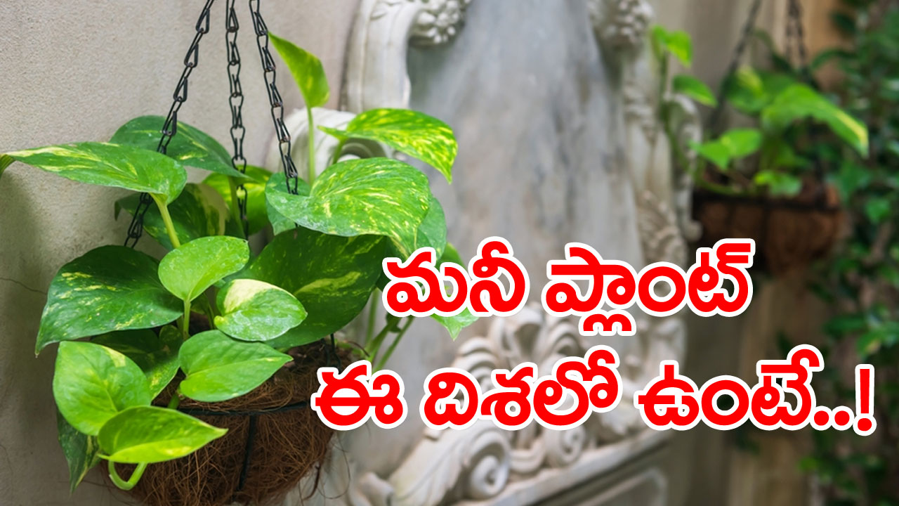  Vastu Tips: మీ ఇంట్లో ఈ మొక్క ఉందా? ఎక్కడ పెట్టారు? సరైన దిశలో ఉంచకపోతే భార్యాభర్తల మధ్య వాదనలు, వైవాహిక సమస్యలు ఉంటాయట..?