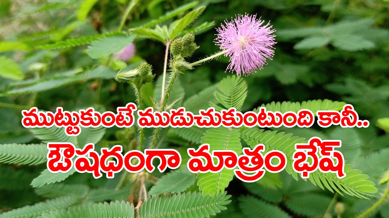 Touch me not: పురుషుల్లో వీర్య క‌ణాల వృద్ధికి అత్తిపత్తి మొక్క అద్భుతంగా పనిచేస్తుంది.. దీనిని ఎలా తీసుకోవాలంటే..!