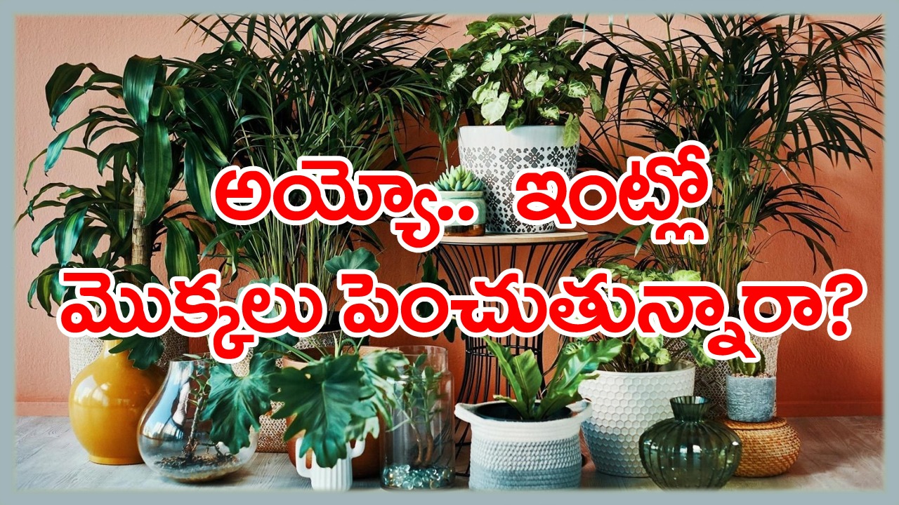 Indoor Plants: వీటిని ఇంట్లో పెంచుతున్నారా? అయితే దురదృష్టాన్ని కొని తెచ్చుకున్నట్లే..!