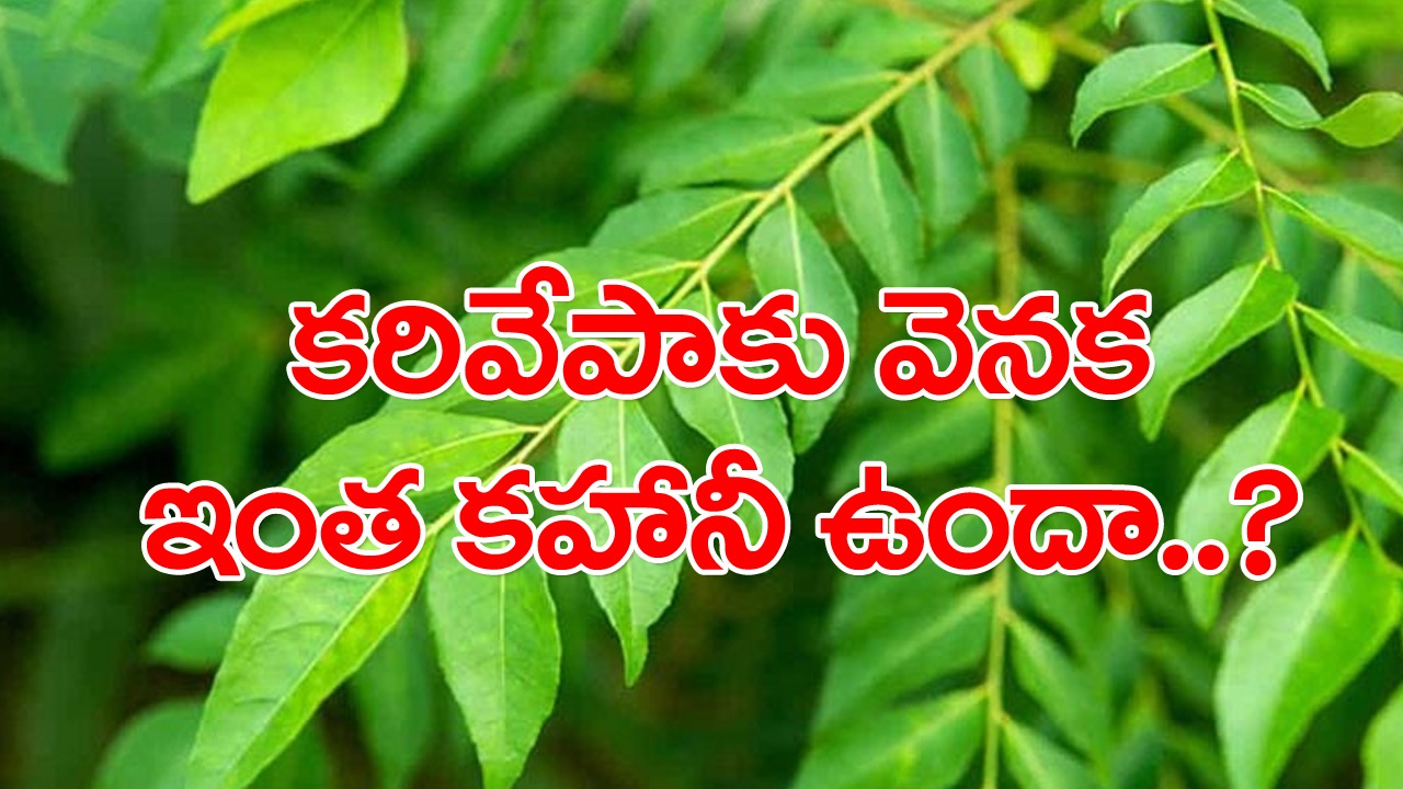 Curry Leaves: కరివేపాకులో ఇంత విషయం ఉందా.. ఇలా గానీ తింటే ఇట్టే బరువు తగ్గిపోతారట..! 