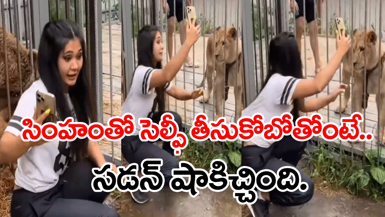 Viral Video: సింహంతో సెల్ఫీ అంత ఈజీ కాదమ్మాయ్.. స్మార్ట్ ఫోన్‌ తీసుకుని ఫొటో క్లిక్‌మనిపించే లోపే షాకింగ్ ట్విస్ట్..!