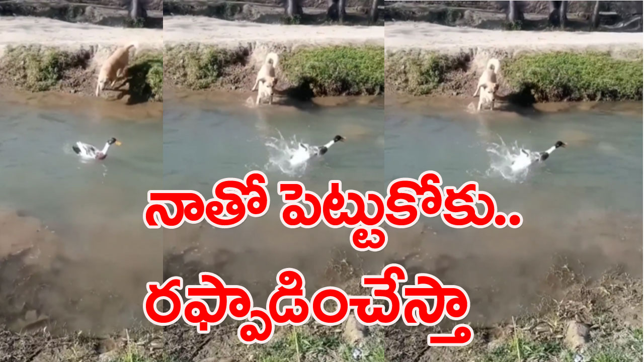 Viral Video: ఓ చిన్న బాతు.. ఈ కుక్కను ముప్పుతిప్పలు పెట్టి మూడు చెరువుల నీళ్లు తాగించింది.. చంపేసి తినేద్దామనుకుంది కానీ..