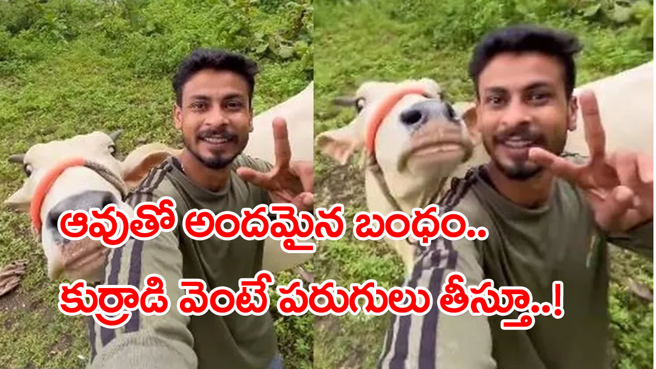 Viral Video: కొంగ-ఆరిఫ్ కథలాగే మరో అరుదైన బంధం.. ఈ కుర్రాడిని వదిలి పెట్టని ఆవు.. సెల్ఫీలు తిగుతోంటే ఫోజులు కూడా పెడుతోంది..!