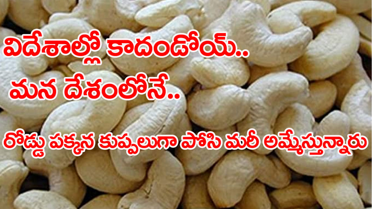 Cashew Price: మార్కెట్లో కిలో జీడిపప్పు వెయ్యి రూపాయలకు పైనే.. కానీ ఇక్కడ మాత్రం కేవలం 30 రూపాయలకే..! 